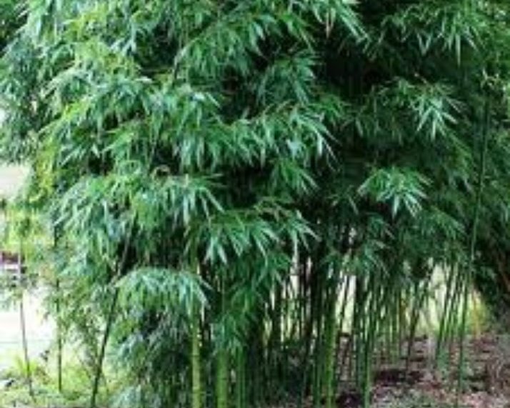Phyllostaschys bissetii bamboe